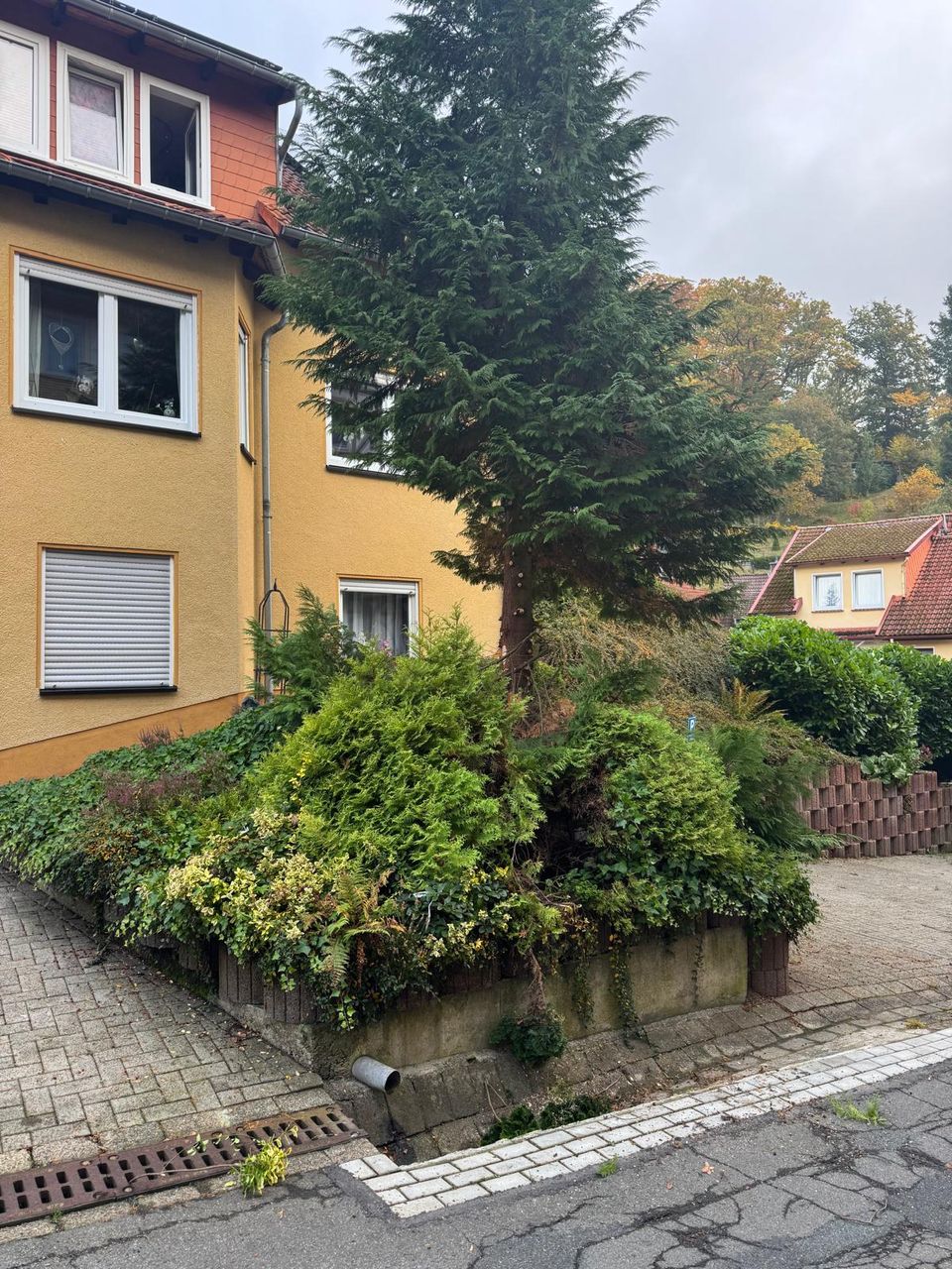 Vorgarten mit großem, dicht gewachsenem Nadelbaum vor der Baumfällung in Bad Lauterberg im Harz